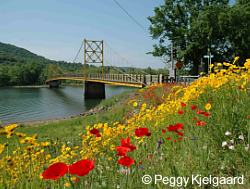 The Beaver Bridge