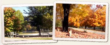 Playground and dogs enjoying the fall weather